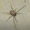 Platybunus sp.